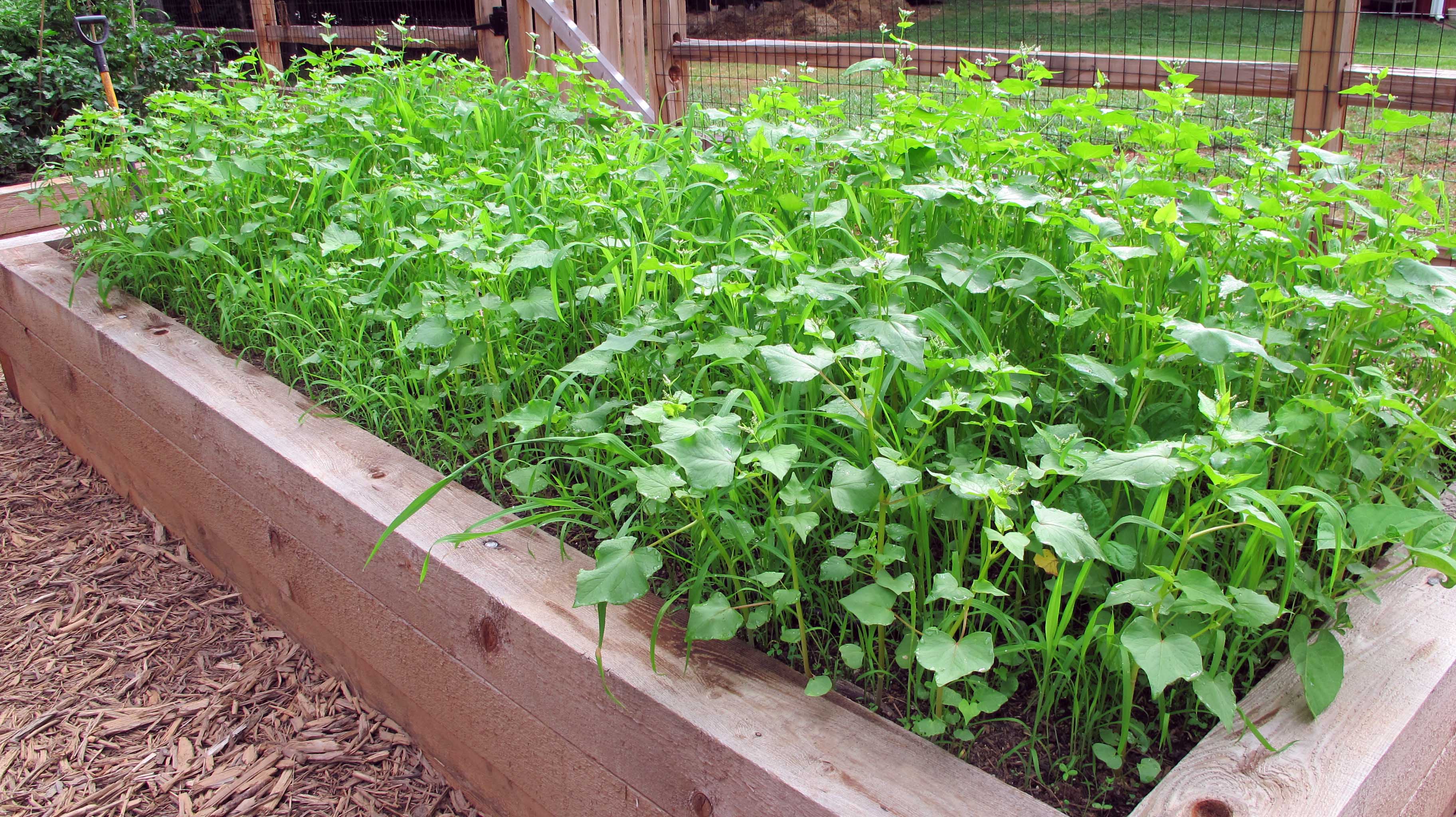 cover crop mix for raised beds